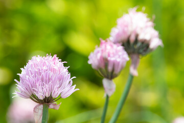 チャイブスとかセイヨウアサツキ、シブレットなどの別名がある彼岸花科の花