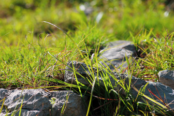 stones in the green grass