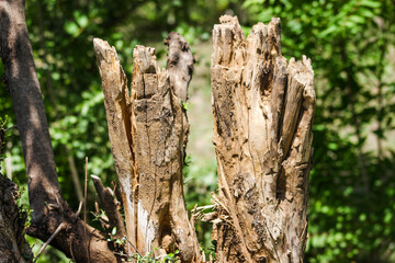 Tree stump in the ground 