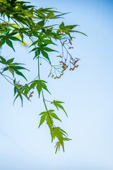 春を過ぎて初夏になると、こんなモミジの花が咲きます。