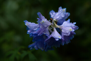 blue and purple flower with dew