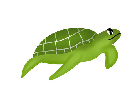 cartoon green sea turtle It's a cute aquatic animal. Amphibians swim in nature in general.
on a white background.