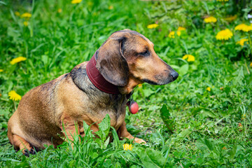 A dachshund dog is resting on a green field with dandelions