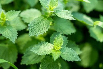 Green Mint Plant Grow in the nature.