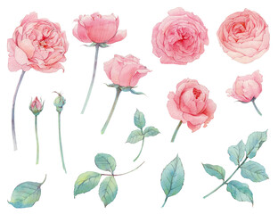 Pink rose flowers with hand drawn watercolor set for your design isolated on white background. Collection leaves and branches. Botanical illustration. Wedding floral design.