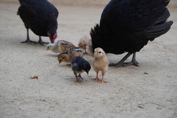 Chicks eating with their mother