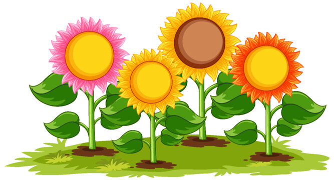Sunflower field cartoon isolated