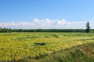 Fototapeta premium Po Valley landscape field cultivation nature natural agriculture farmhouse tree earth