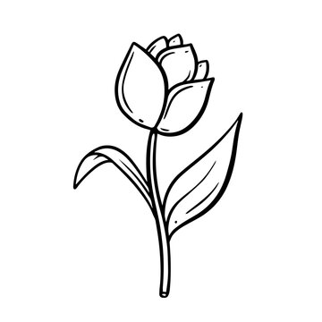 A black and white illustration of a tulip depicts the graceful curves of its petals, capturing the delicate beauty of this flower in a monochromatic palette.