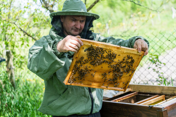 Farmer wearing bee suit working with honeycomb in apiary. Beekeeping in countryside. Male beekeeper in a beekeeper costume, inspects a wooden frame with honeycombs holding it in her hands, closeup