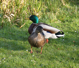 mallard wild duck (Anas platyrhynchos) 