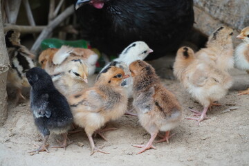 Lots of cute chicks together