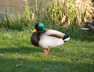 male mallard wild duck (Anas platyrhynchos) 
