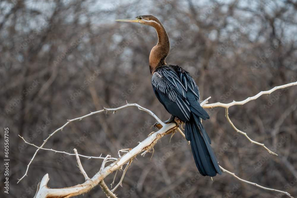 Canvas Prints purple heron (ardea purpurea).columbia south america.