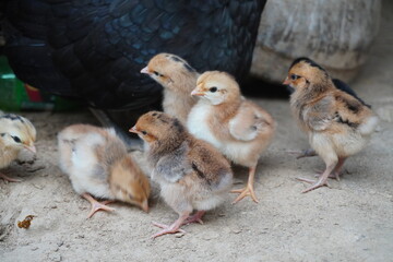 Lots of cute chicks together