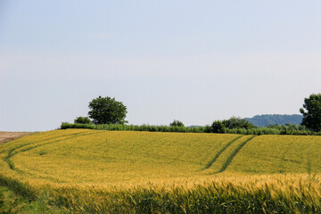 Fototapeta na wymiar 丘に広がる黄金色の麦畑 
