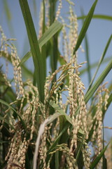 close-up view of rice before harvest