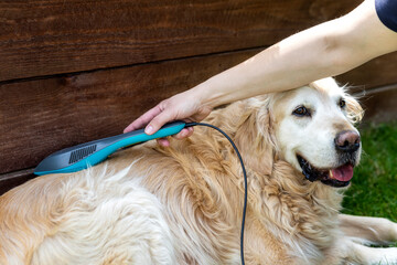 Lasertherapie am Hund 