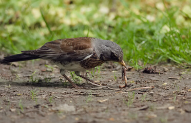 fieldfare with earthworms