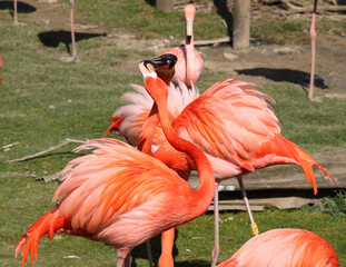 pink flamingos (Phoenicopteridae) wading birds