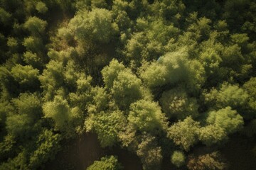 Fototapeta na wymiar aeriel view of forest, with drone flying through the trees, created with generative ai