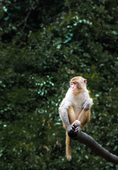 Fototapeta premium monkey