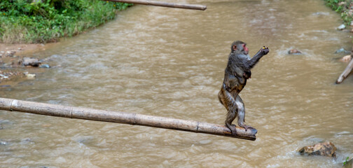 monkey © 泳菁 邓