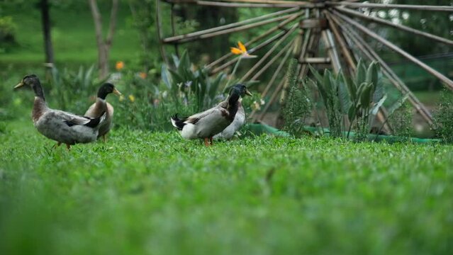 Flock of Mallard ducks grazing in the garden. Mallard duck walking on the grass.