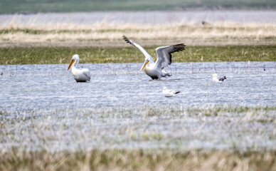 white pelicans rest on the shallow water near the shore of the lake on a spring morning
