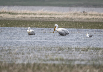 white pelicans rest on the shallow water near the shore of the lake on a spring morning