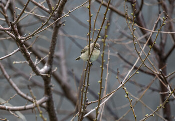 Chiffchaff sits on a branch and sings on a spring morning