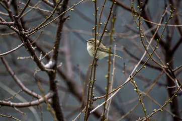 Chiffchaff sits on a branch and sings on a spring morning