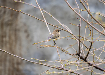 Chiffchaff sits on a branch and sings on a spring morning