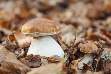 Beautiful young cep mushrooms in leaves in the forest, close up. Edible porcini mushroom in autumn forest on sunlight