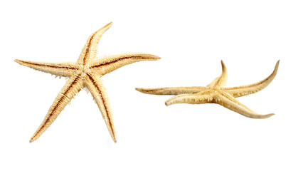 Starfish