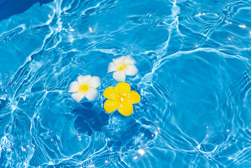 水に浮かぶプルメリアの花