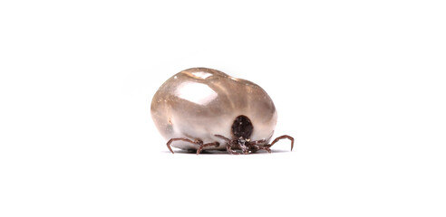 Blood-filled tick on white background