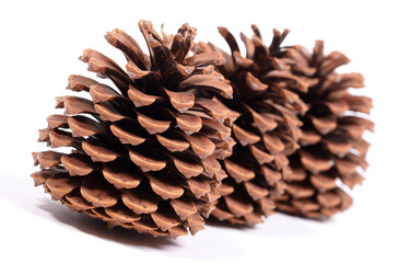 Detail of a large pine cone