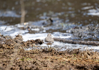 a beautiful carrier bird walks along the shore of the lake in search of food on a spring morning