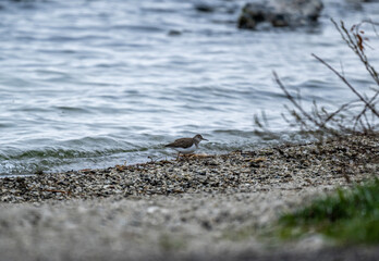 a beautiful carrier bird walks along the shore of the lake in search of food on a spring morning