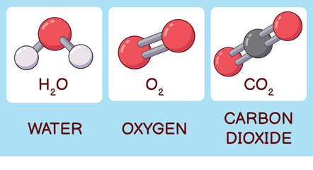 Cartoon water oxygen and carbon dioxide molecules