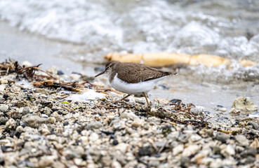 a beautiful carrier bird walks along the shore of the lake in search of food on a spring morning