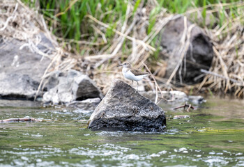 a beautiful carrier bird walks along the shore of the lake in search of food on a spring morning