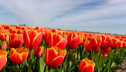 A bunch of orange tulips in Holland. Huge field full of beautiful flowers in bloom