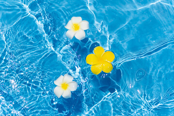 水に浮かぶプルメリアの花
