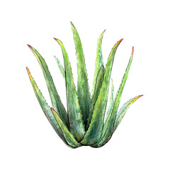 Watercolor botanical drawing of aloe vera plant with stems and leaves on white background. Realistic detailed picture for illustration, stickers, cards, scrapbooking