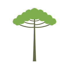 Araucaria tree isolated on white background. araucaria design vector flat illustration - obrazy, fototapety, plakaty