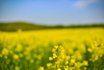 Obraz premium 北海道安平町の菜の花畑3