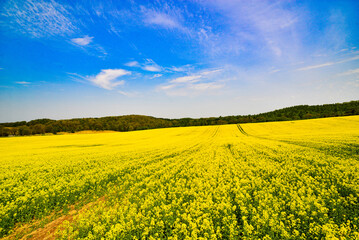 Obraz premium 北海道安平町の菜の花畑2