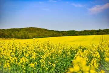 Obraz premium 北海道安平町の菜の花畑1